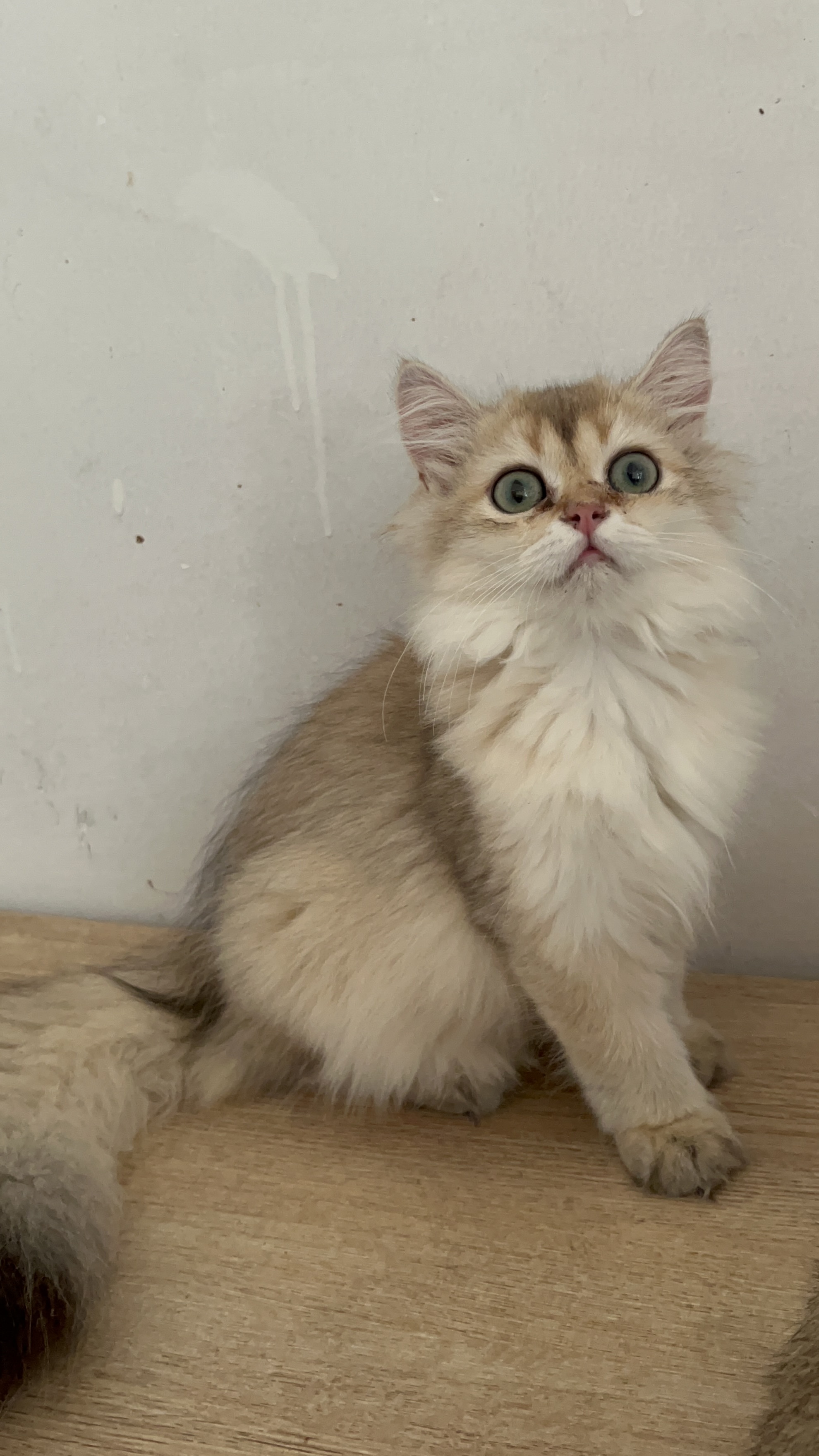 11色长毛金渐层